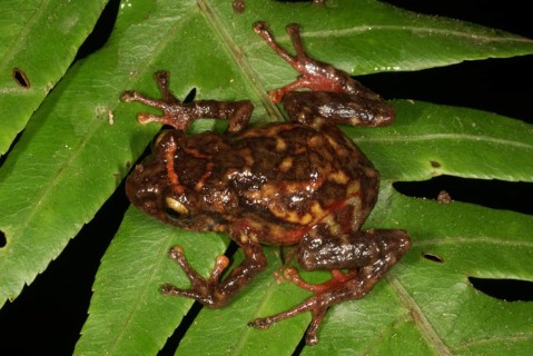 Fire rain frog