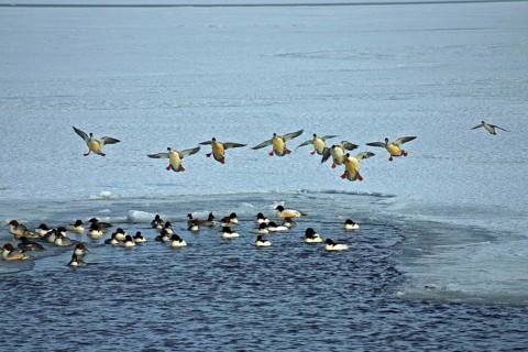 Goosander