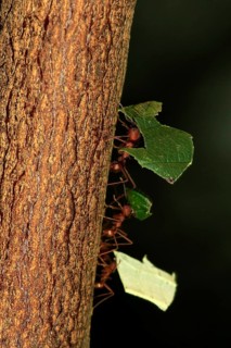 Leafcutter ant