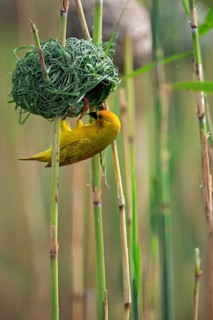 Yellow-bellied weaver
