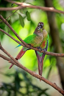 Green Cheeked Parakeet
