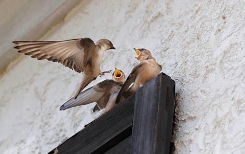 Eurasian eurasian crag martin