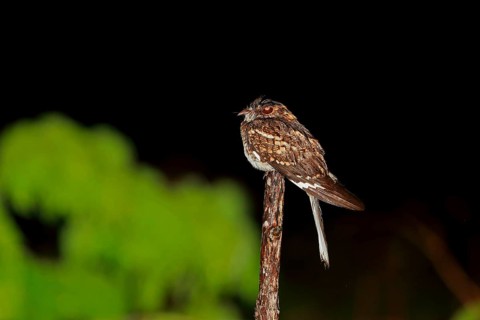 White-tailed Nightjar
