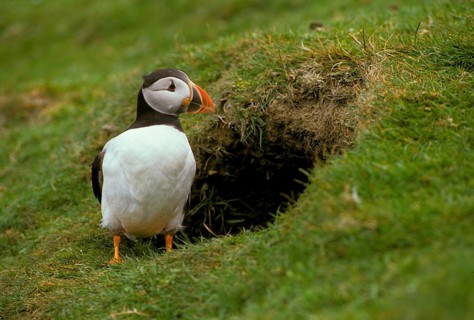 Puffin