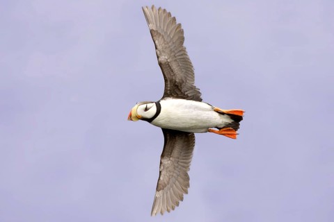 Horned Puffin