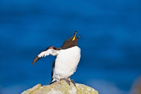 Razorbill