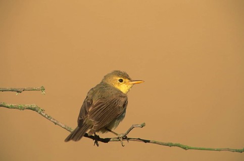 Melodious melodious warbler