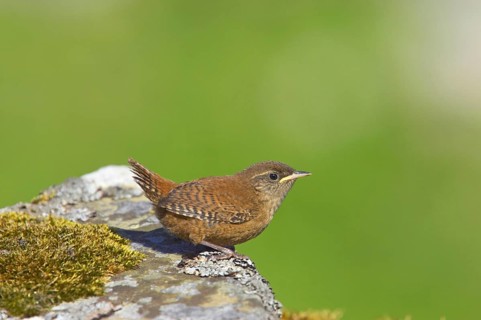 Shetland wren