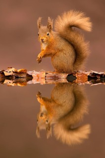 Eurasian red squirrel