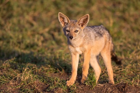 Black-backed jackals