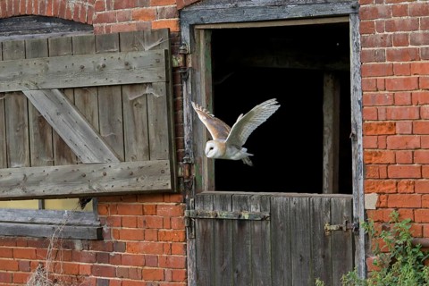 Common barn owl