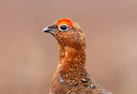 Red Grouse