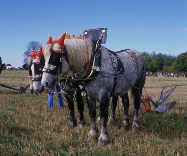 Horse
