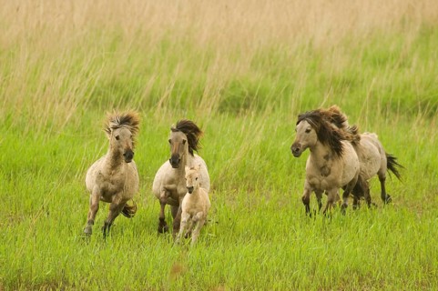 Konik domestic stallion