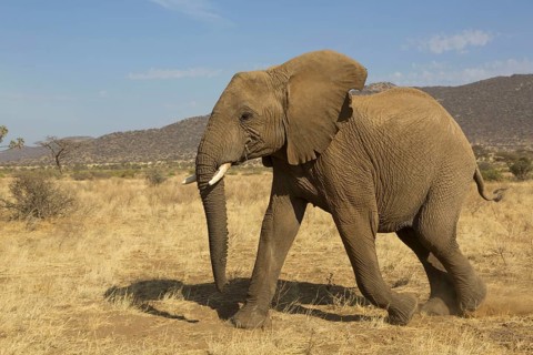 African elephant
