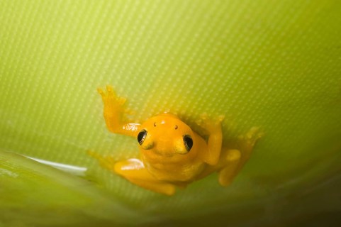 Golden poison dart frog