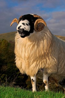 Domestic Sheep