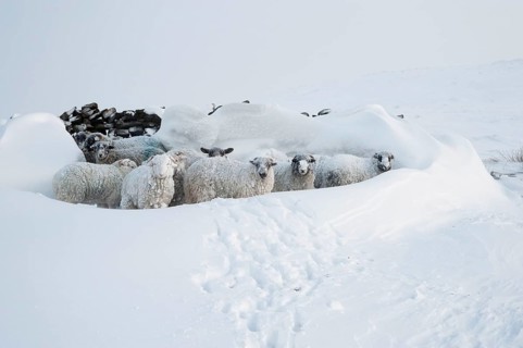 Domestic sheep