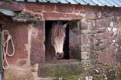 Horse