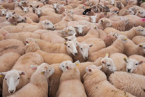 Domestic Sheep