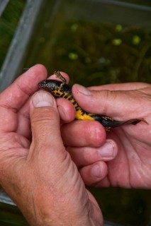 Great crested newt