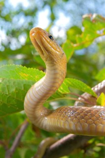 Aesculapian snake