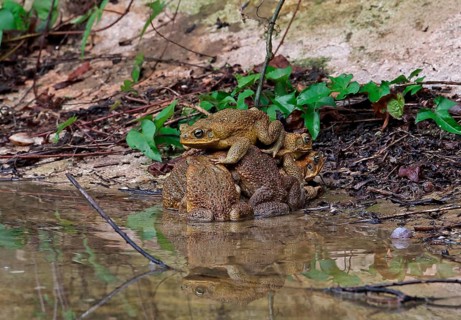 Cane Toad