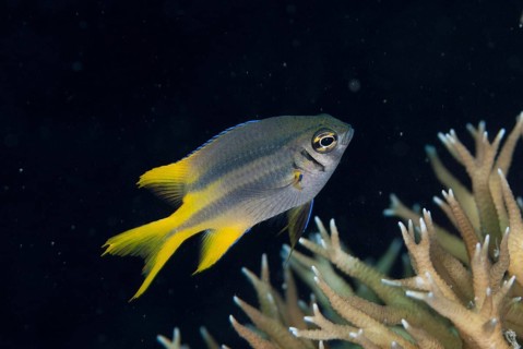 Yellowtail Damsel