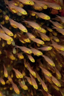 Golden pigmy sweeper