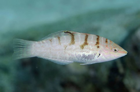 Batu wrasse