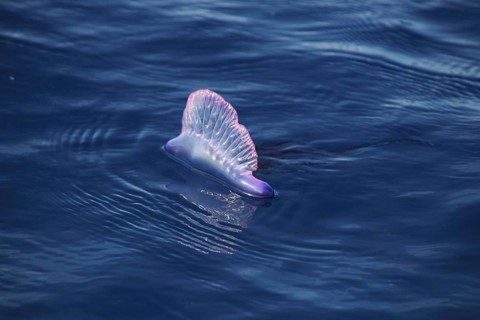 Portuguese Man of War