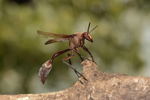 African paper wasp