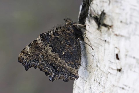Yellow-legged tortoiseshell