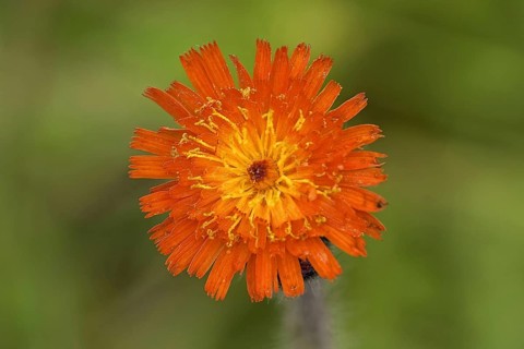 Orange hawkweed