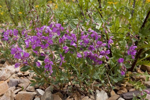 Flowering dwarf fireweed
