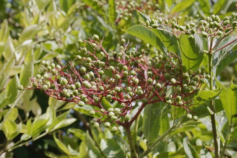 Elder