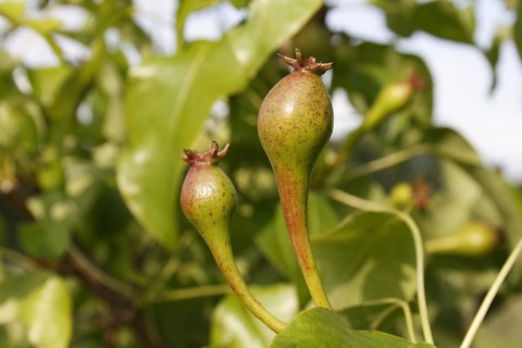Common Pear