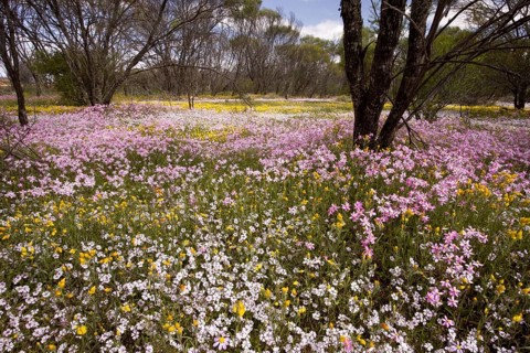Dying acacia forest with Pink Everlasting and Pink Velleia