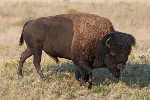American bison