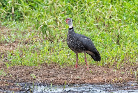 Calling southern screamer
