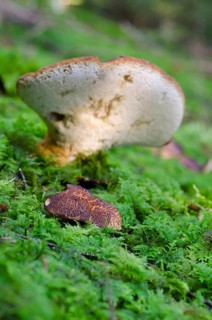 Goat's foot porling