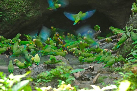 SKobalt-winged Parakeets and Golden-cheeked Parrots