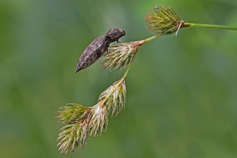Click beetle