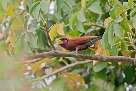 Broad-billed roller