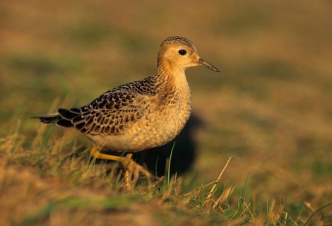 Buff-breasted Sandpiper