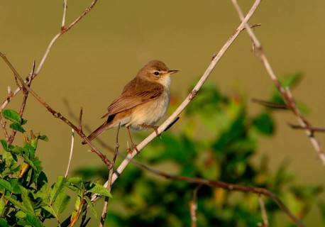 Bush Warbler