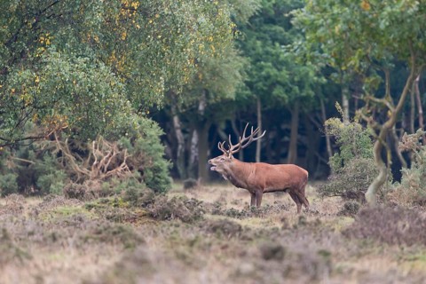 Red Deer