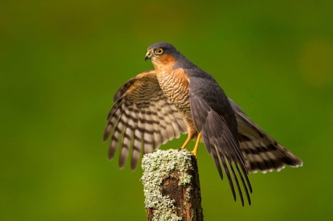 Eurasian eurasian sparrowhawk