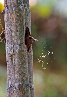 Banded Woodpecker