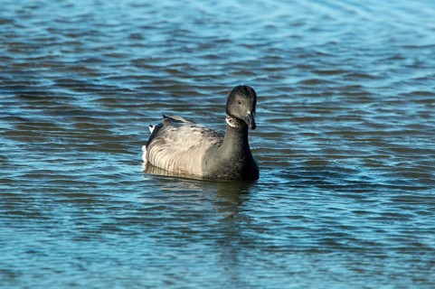 Brant goose